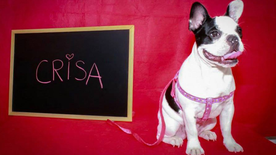 crisa una perrita bulldog frances de 6 meses sera la mascota de lorqui 2014 60e802efacc81 1