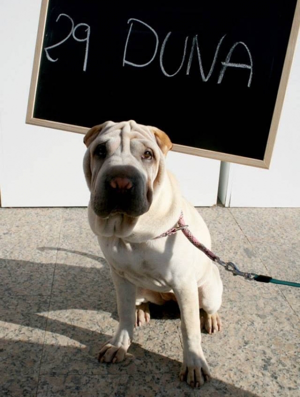 duna una perrita shar pei sera la mascota de lorqui 2013 60e8052222e35