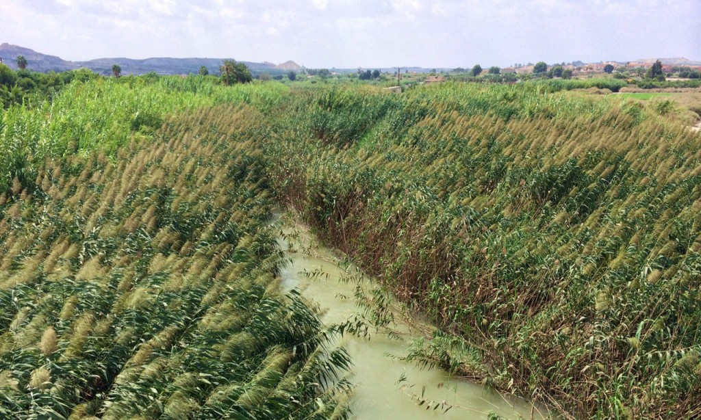 el ayuntamiento insiste a la chs en la urgente necesidad de limpiar de canas el rio a su paso por el municipio 60e8008a201f2 1