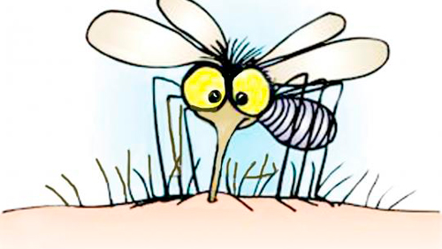 recomendaciones para evitar la compania del mosquito tigre este verano 60e7fa6f4a11a