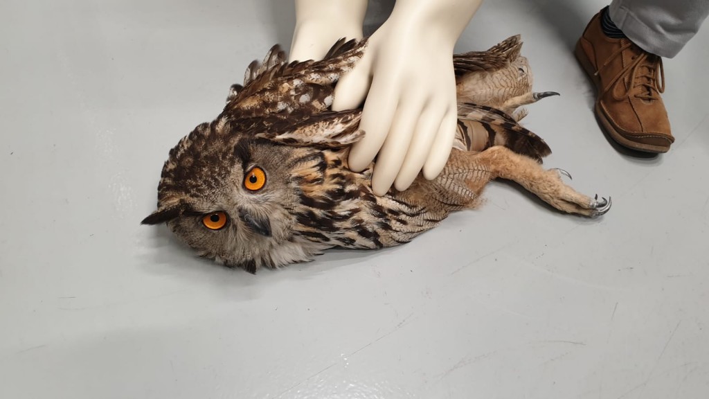 rescatado un buho real en lorqui 60e7f682aecbc