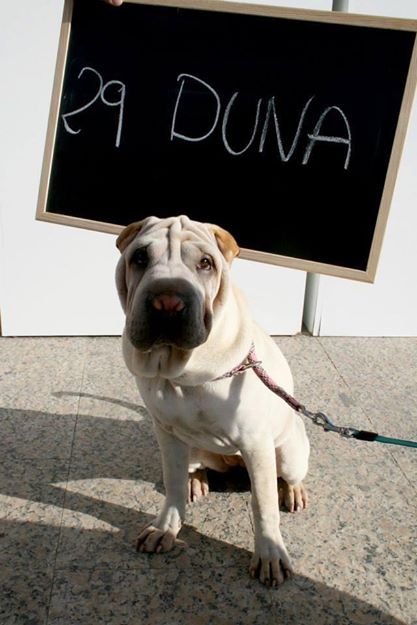 se busca a la mascota de lorqui 60e8030e7b7e3