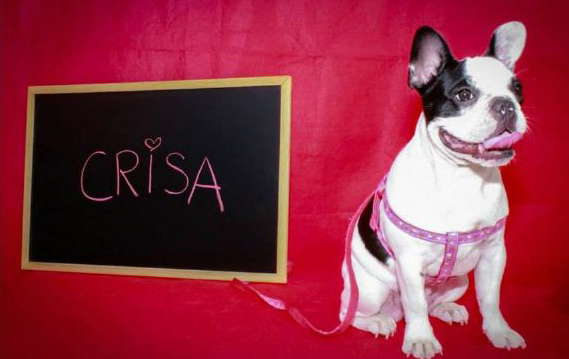 se busca mascota de lorqui 2015 60e80112e4779 1