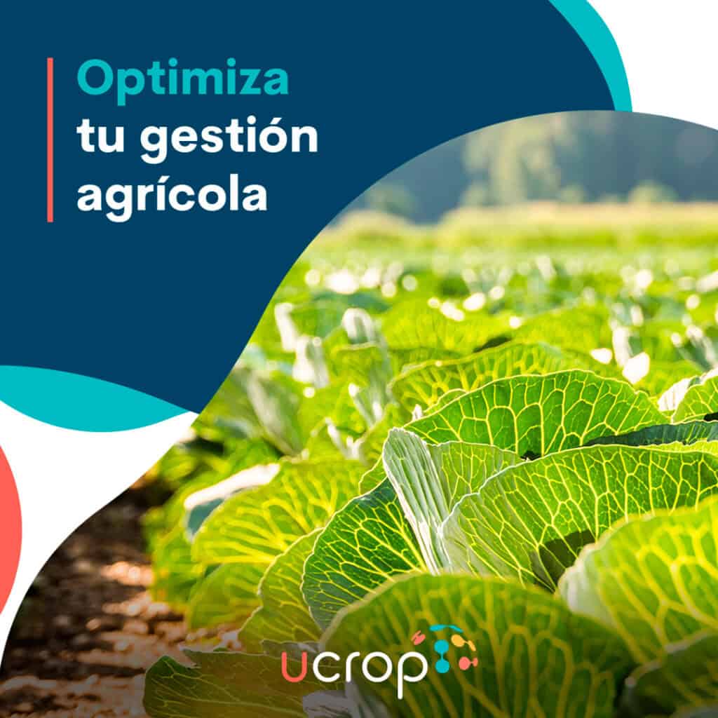 Mejorar gestión agrícola con Ucrop por Nutricontrol Planta de col en un campo agrícola, promoviendo la optimización de la gestión agrícola.
