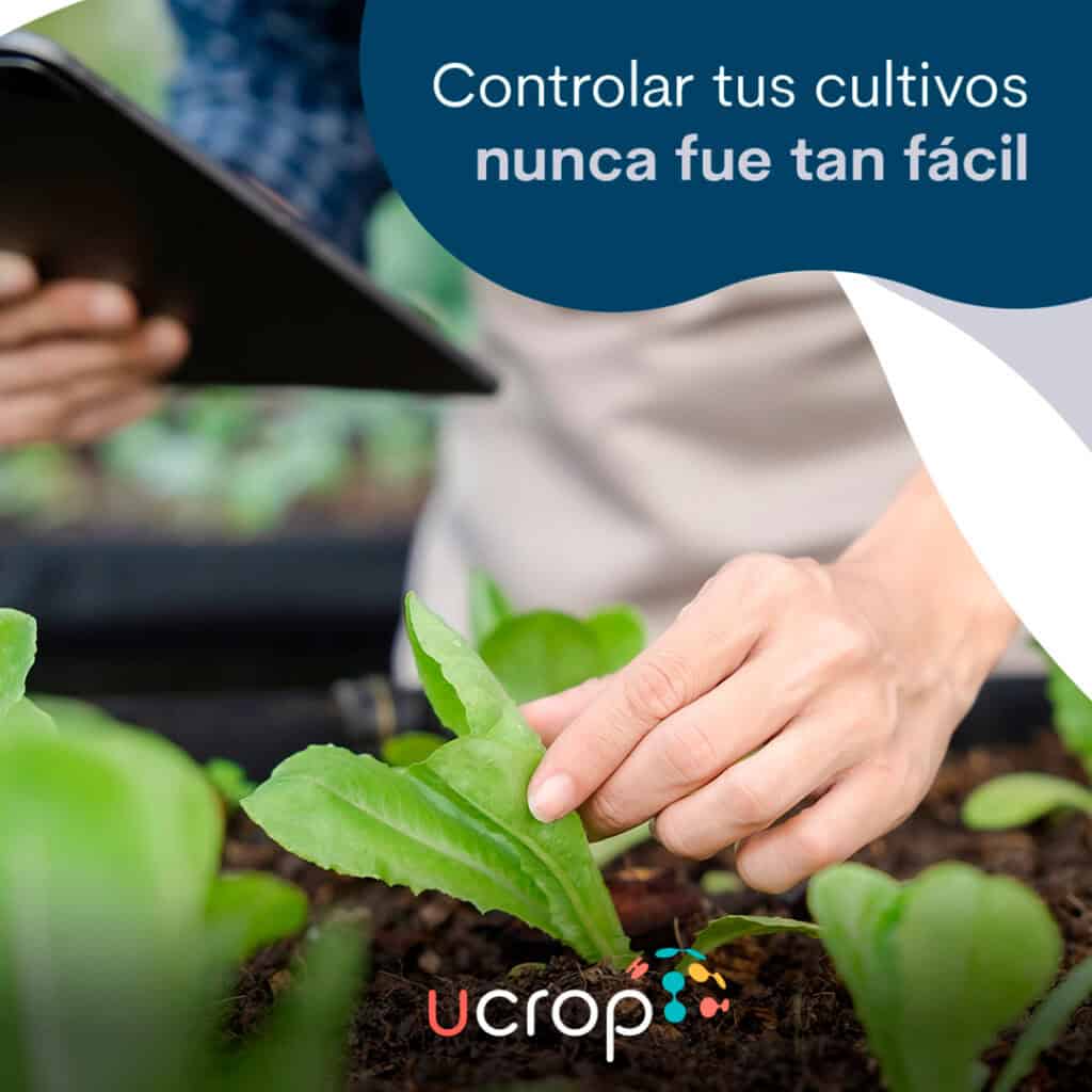 Control de cultivos con Ucrop por Nutricontrol Imagen de un agricultor revisando plantas en un invernadero con tecnología Ucrop.