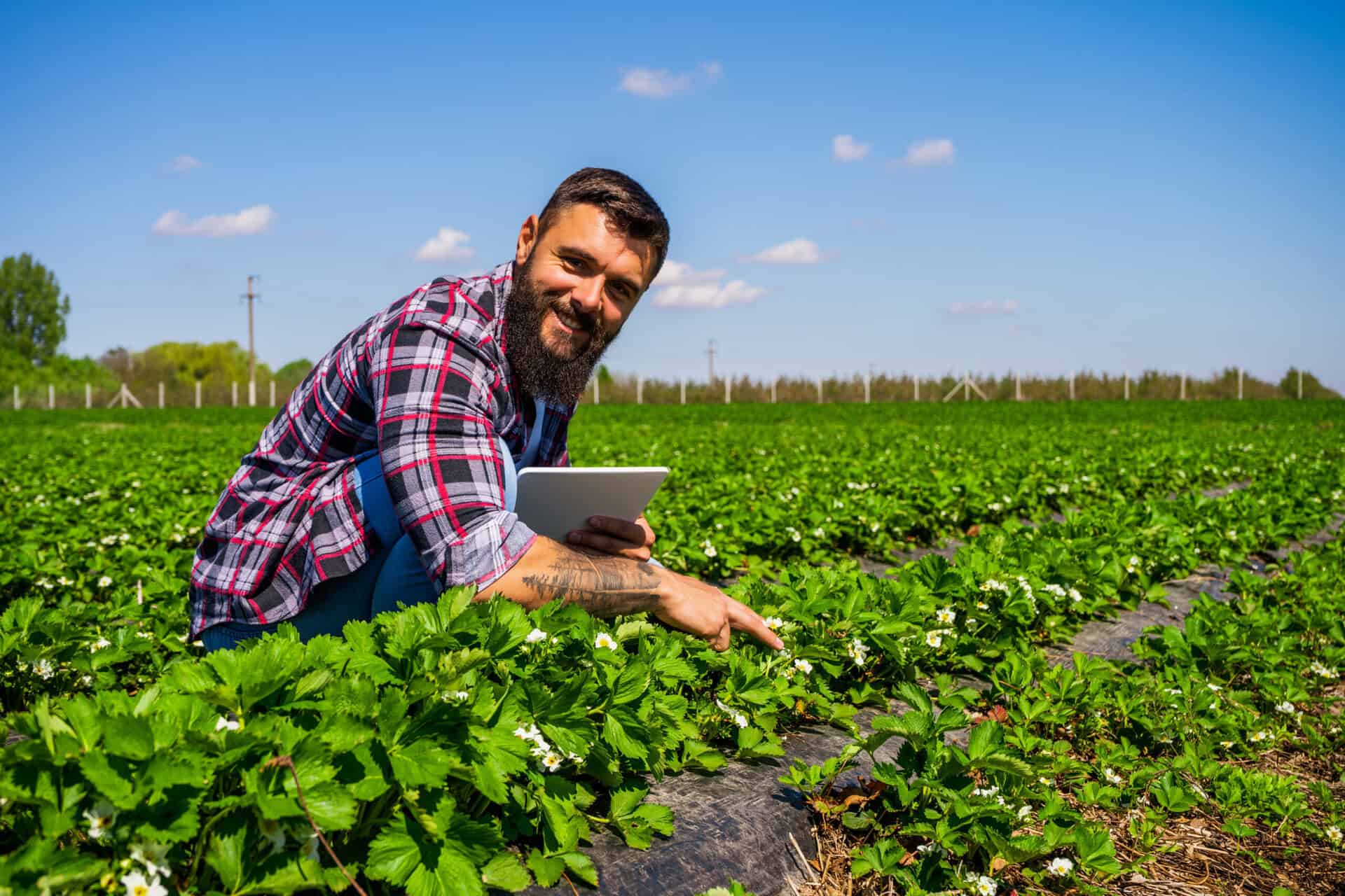 Finca de fresas en cultivo al aire libre con agricultor usando una tableta.
